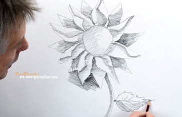 draw a sunflower