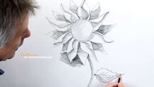 draw a sunflower