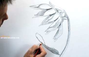 draw a sunflower from the side