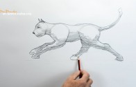 How to Draw a Cat Running