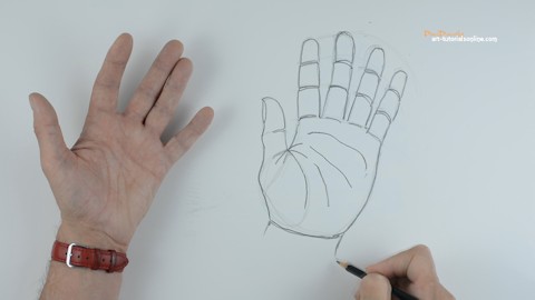 How to draw a basic hand