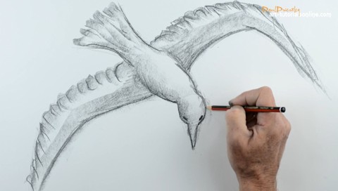how to draw a bird flying