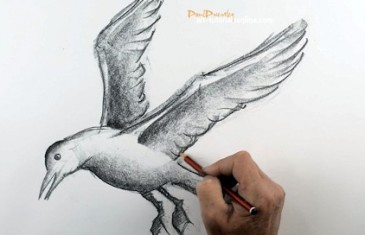 How to draw a bird