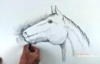 horses head