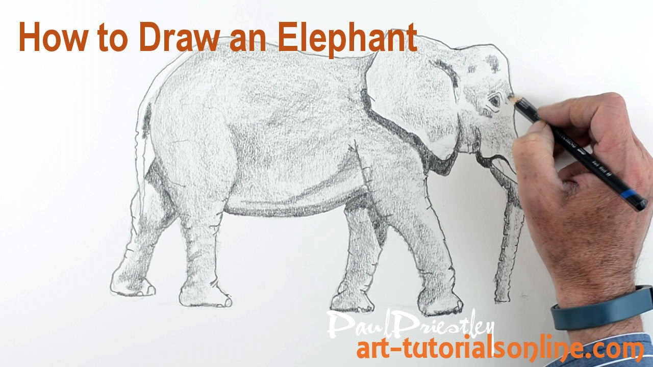 How to Draw an Elephant is simple stages for beginners